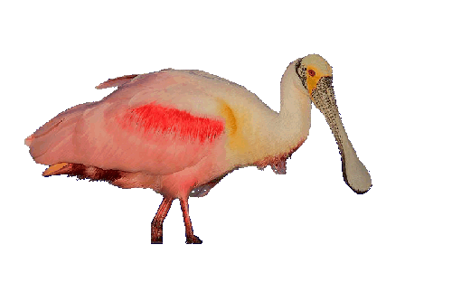 Roseate Spoonbill